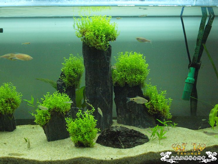 各位大大，帮我认下鱼！