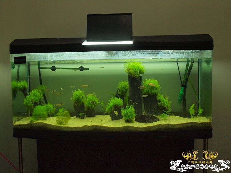 各位大大，帮我认下鱼！