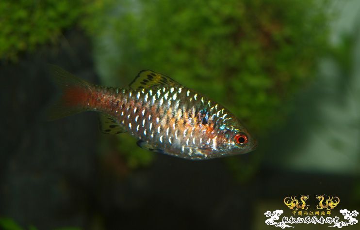 各位大大，帮我认下鱼！