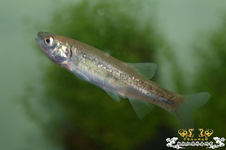 各位大大，帮我认下鱼！