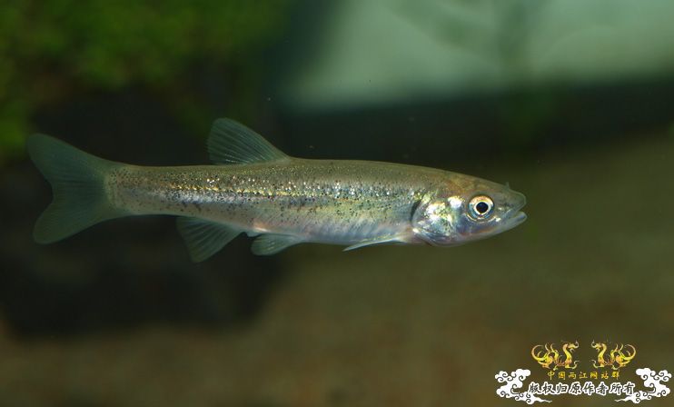 各位大大，帮我认下鱼！