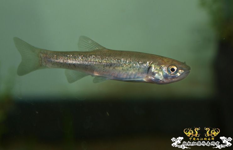 各位大大，帮我认下鱼！