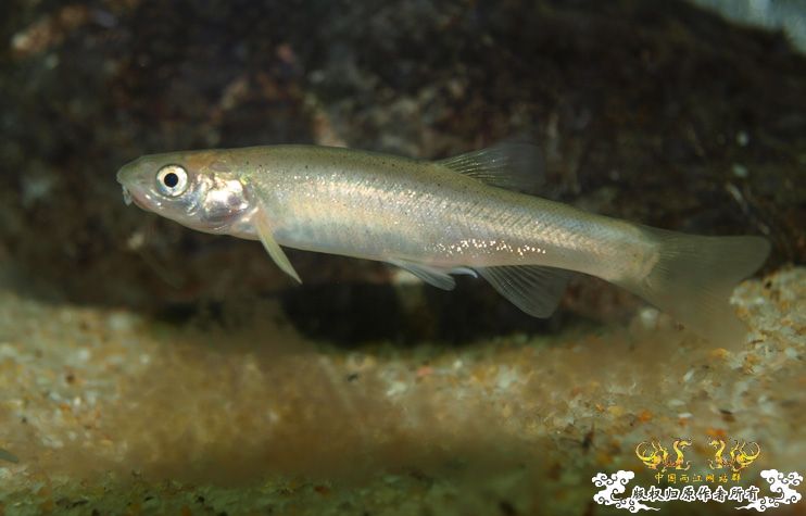 各位大大，帮我认下鱼！