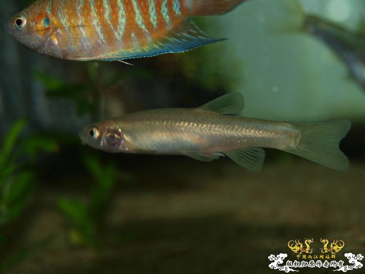 各位大大，帮我认下鱼！