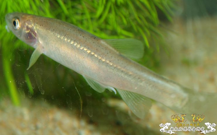 各位大大，帮我认下鱼！