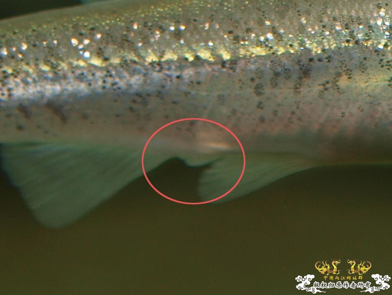 各位大大，帮我认下鱼！