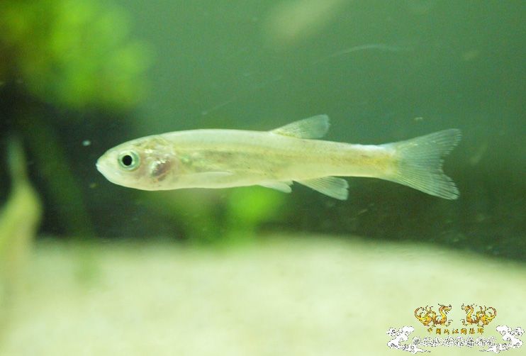 各位大大，帮我认下鱼！