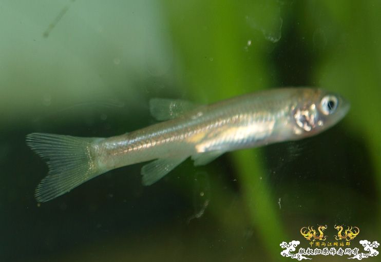 各位大大，帮我认下鱼！