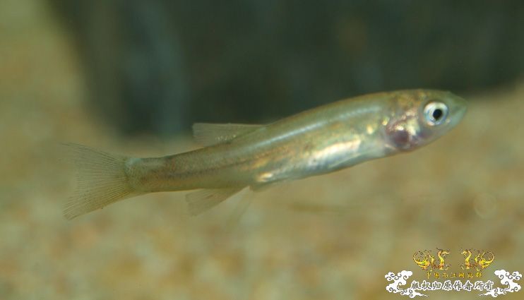 各位大大，帮我认下鱼！