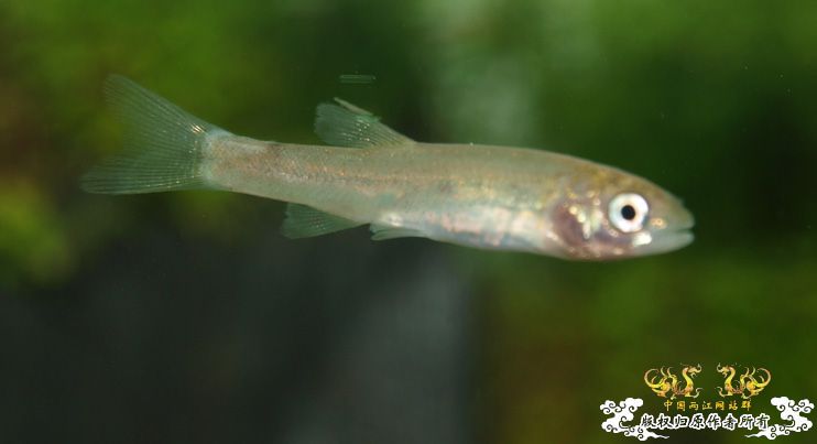 各位大大，帮我认下鱼！