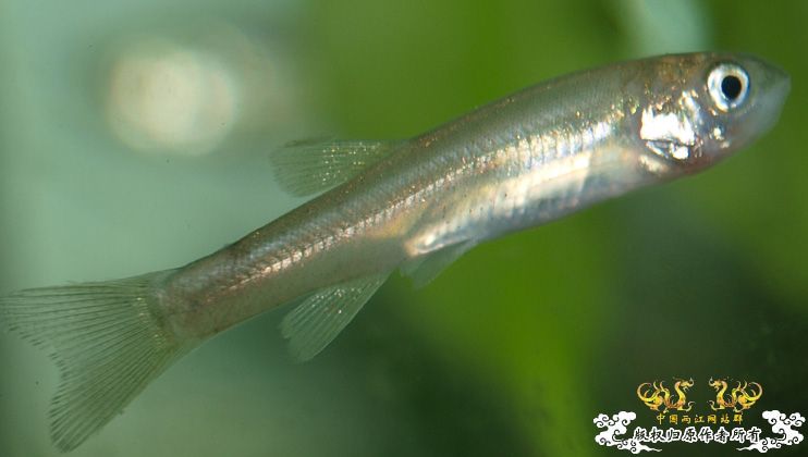 各位大大，帮我认下鱼！