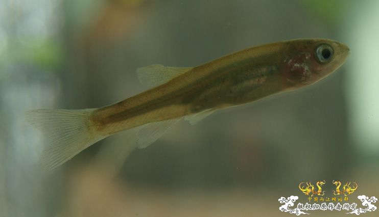 各位大大，帮我认下鱼！