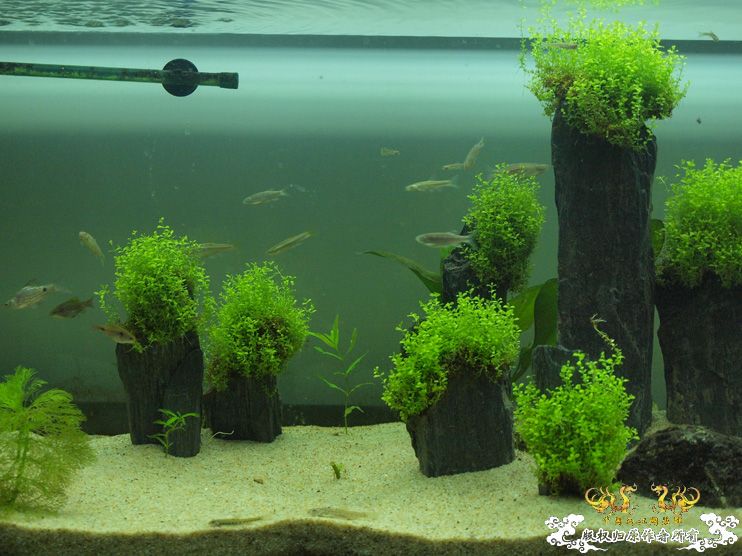 各位大大，帮我认下鱼！