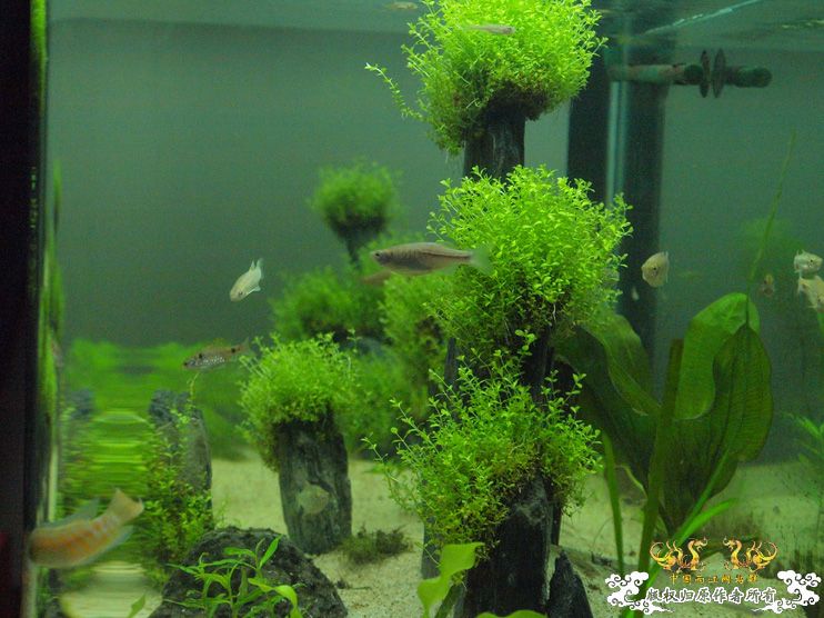 各位大大，帮我认下鱼！