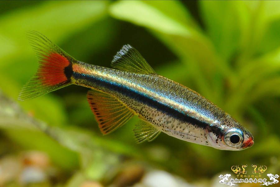 金丝鱼的清晰切片 [6P]