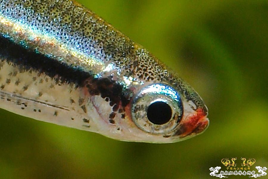 金丝鱼的清晰切片 [6P]