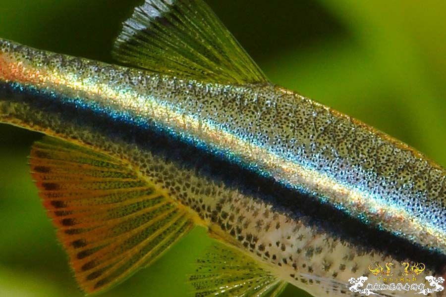 金丝鱼的清晰切片 [6P]