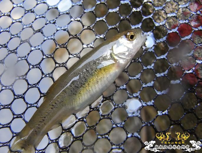 各位大大，帮我认下鱼！