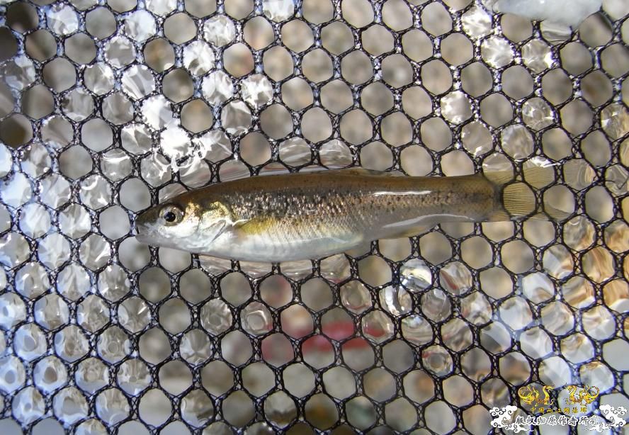 各位大大，帮我认下鱼！