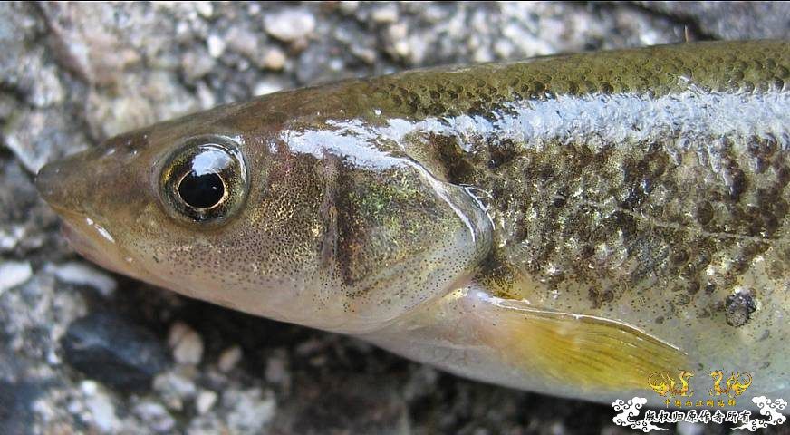 各位大大，帮我认下鱼！