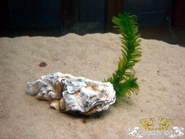 [原创]我的大头鱼