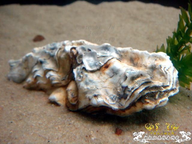 [原创]我的大头鱼