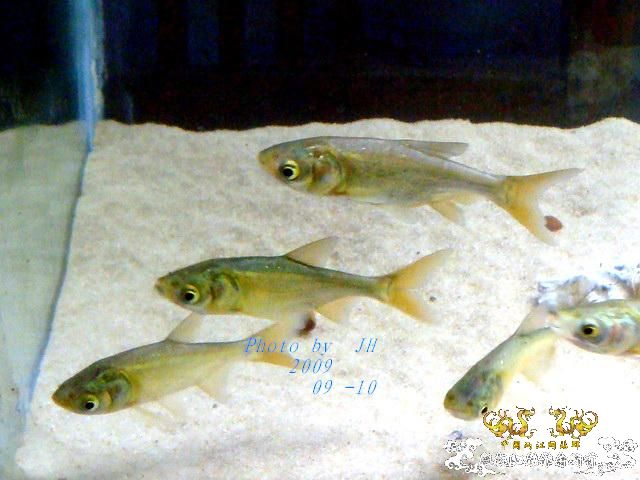 [原创]我的大头鱼