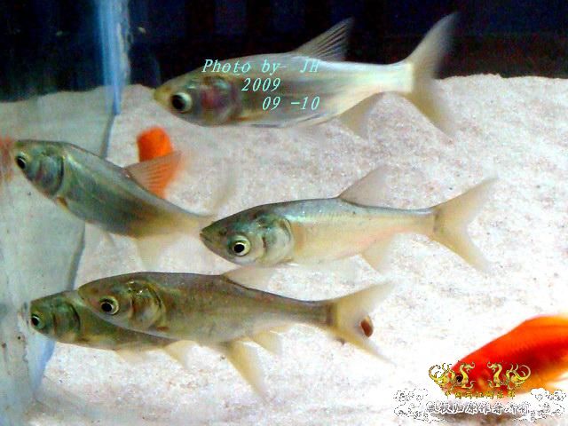 [原创]我的大头鱼