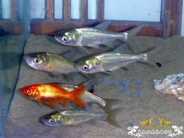 [原创]我的大头鱼