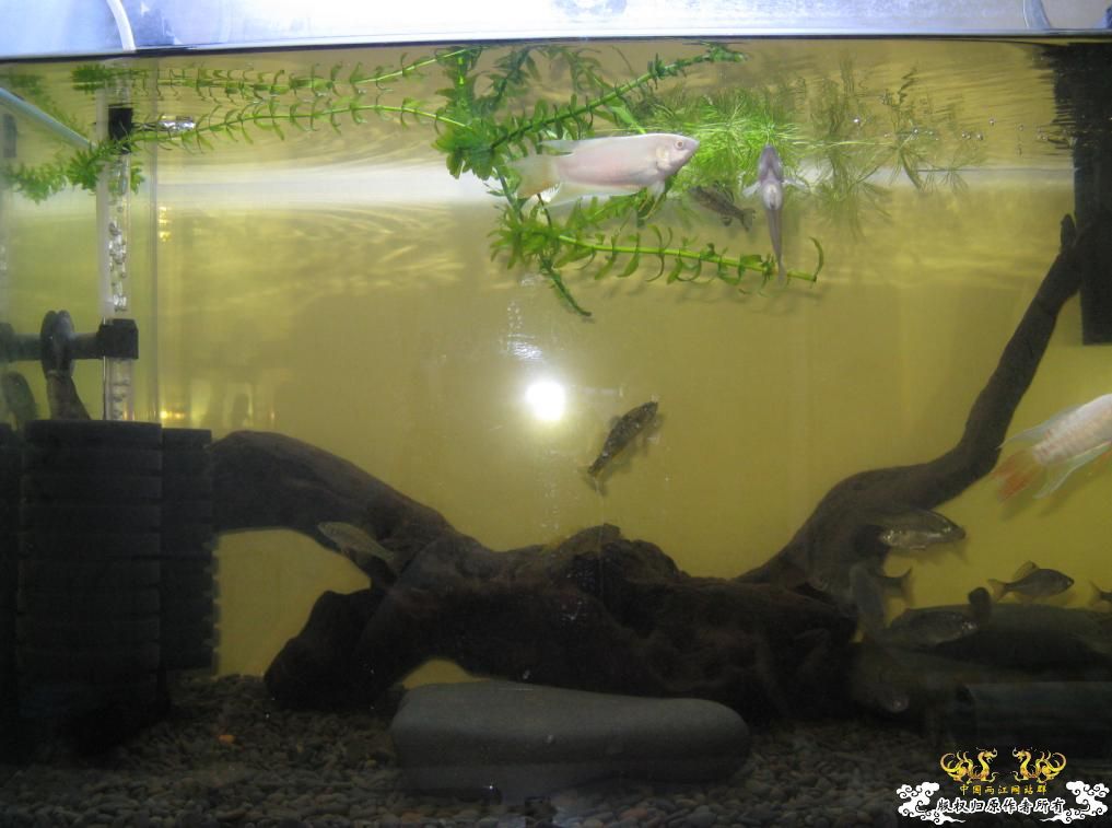 另一个600缸——“猛鱼”混养