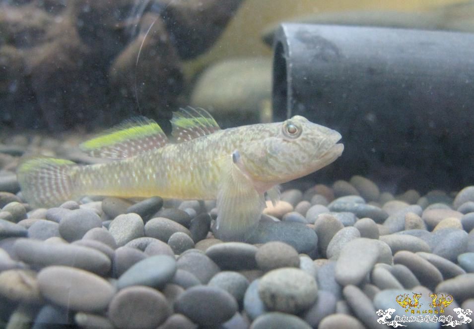 另一个600缸——“猛鱼”混养