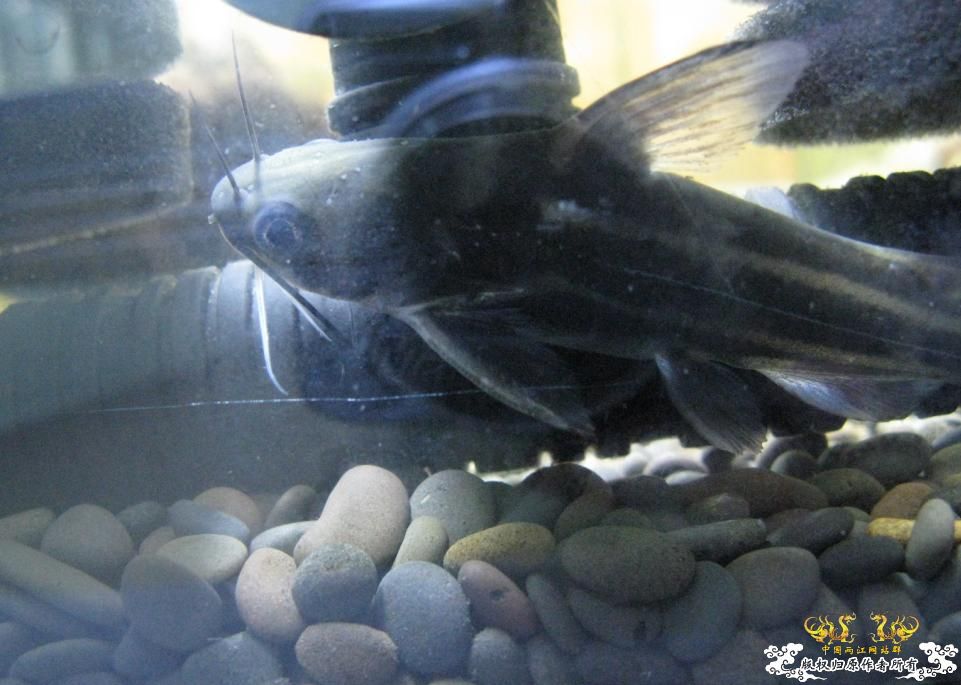 另一个600缸——“猛鱼”混养
