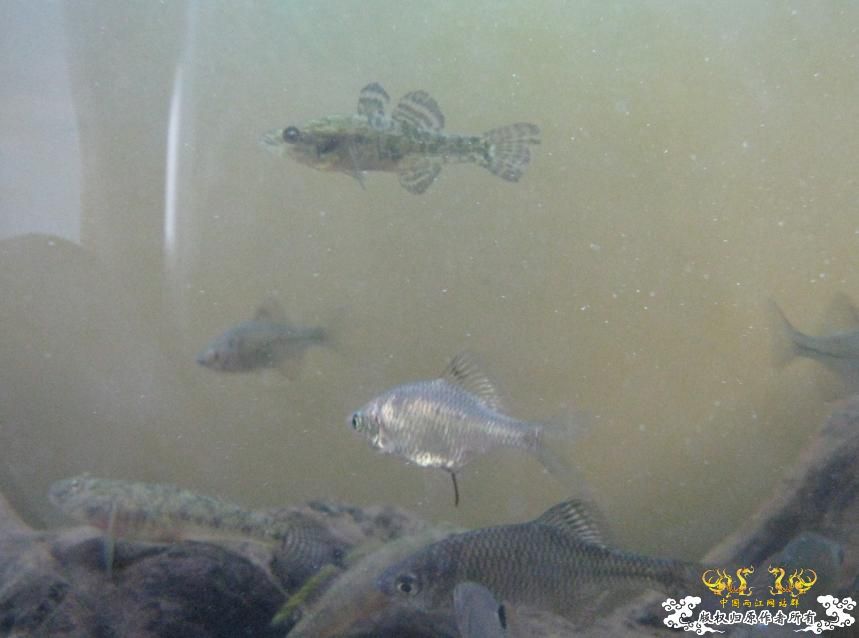 另一个600缸——“猛鱼”混养