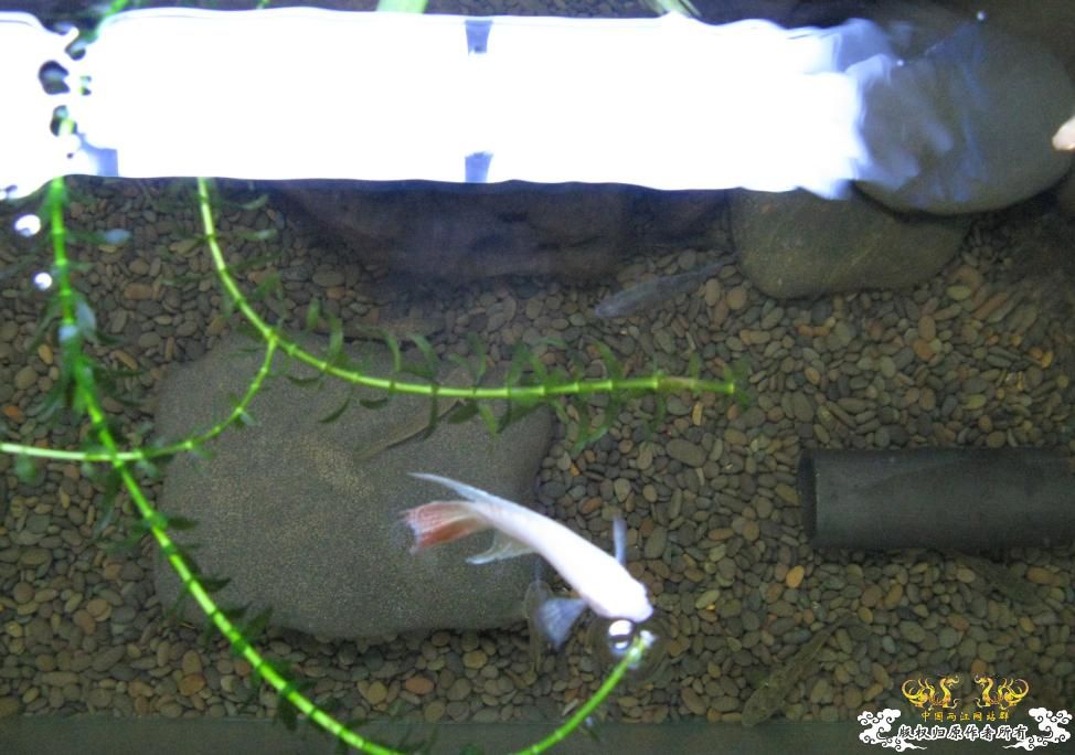 另一个600缸——“猛鱼”混养