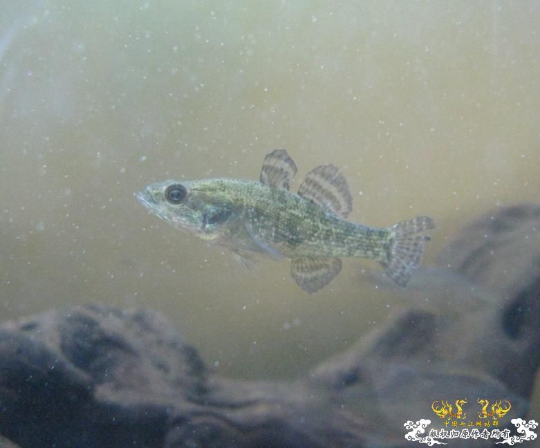 另一个600缸——“猛鱼”混养