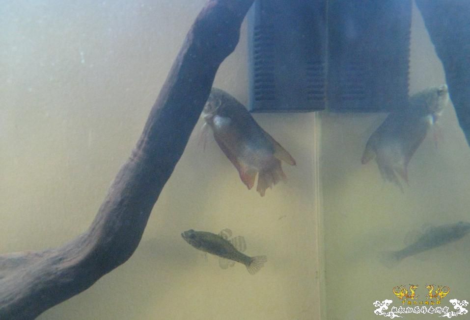 另一个600缸——“猛鱼”混养