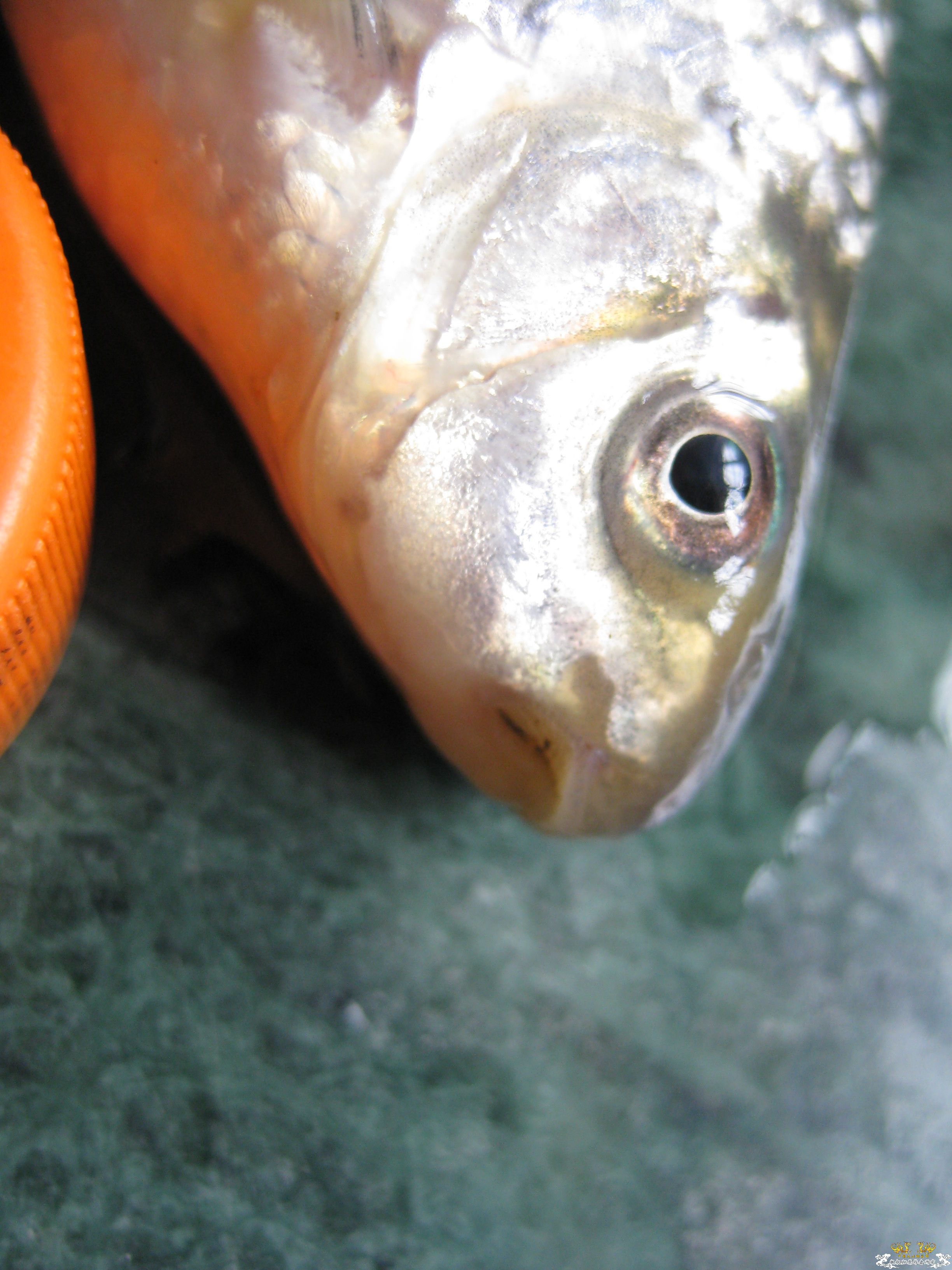 一直不知道这鱼的学名？