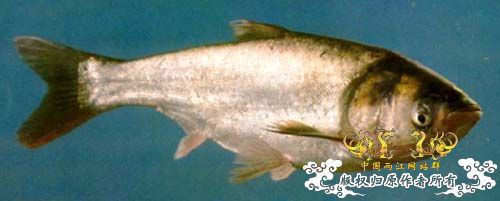 一个疑问!!如何区别鲢鳙??