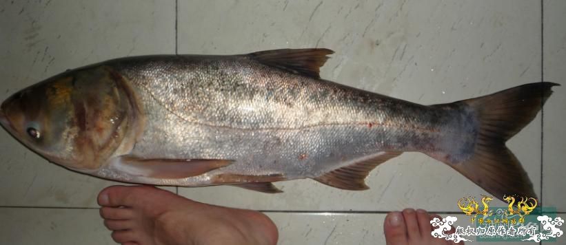 一个疑问!!如何区别鲢鳙??