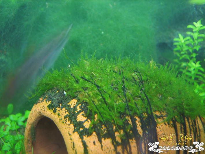 哈哈哈~~新品种莫丝！！！囧 囍囍