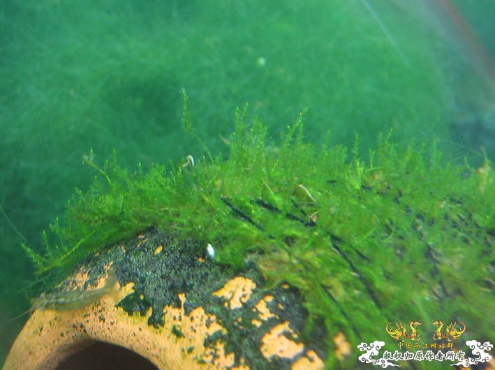 哈哈哈~~新品种莫丝！！！囧 囍囍