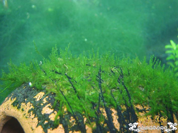 哈哈哈~~新品种莫丝！！！囧 囍囍