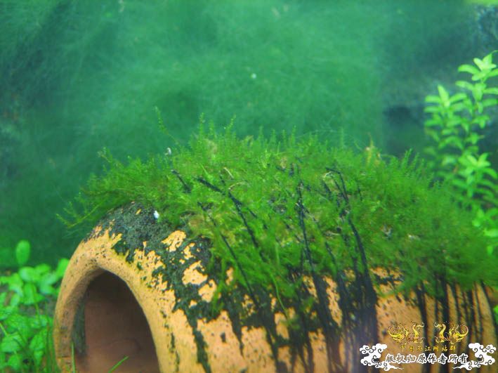 哈哈哈~~新品种莫丝！！！囧 囍囍