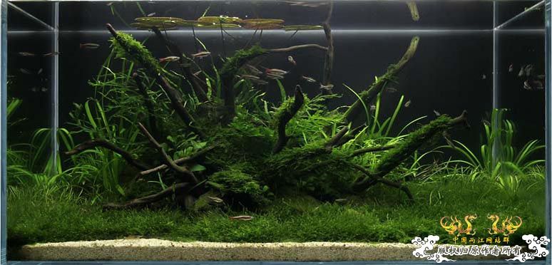 [转帖]波兰草友的金丝鱼缸 [3P]