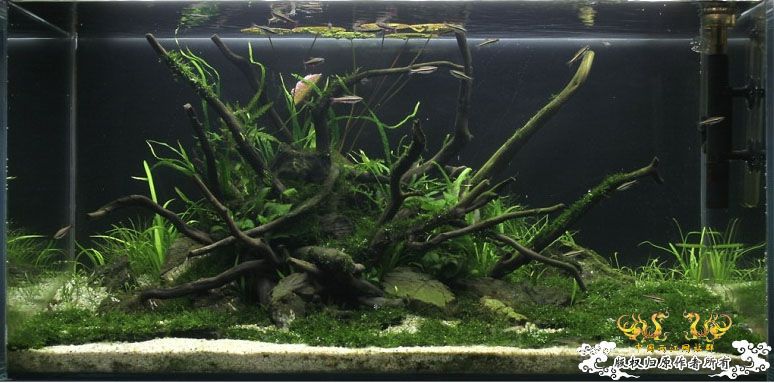 [转帖]波兰草友的金丝鱼缸 [3P]