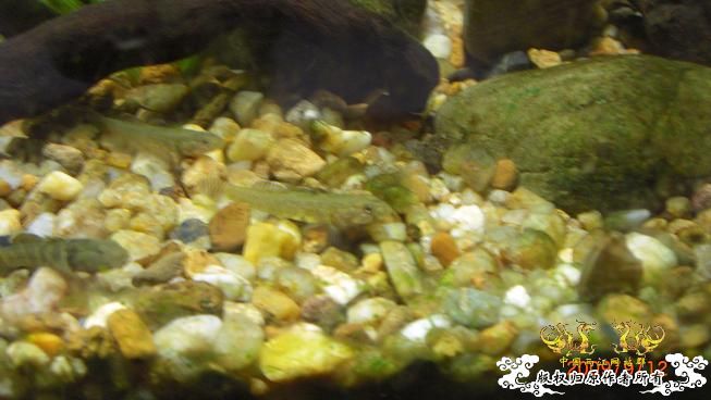 终于也来两江了。。。