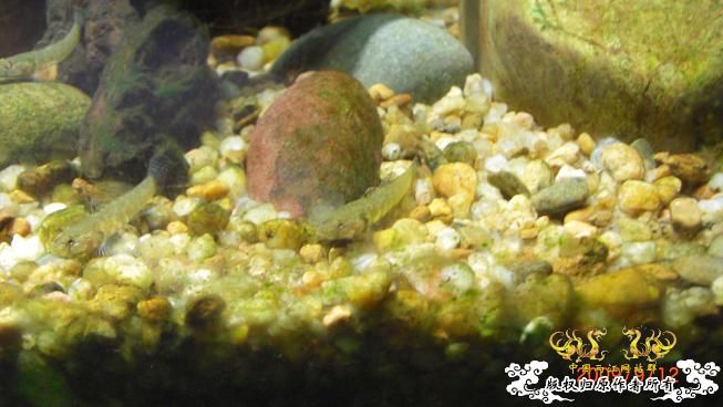 终于也来两江了。。。