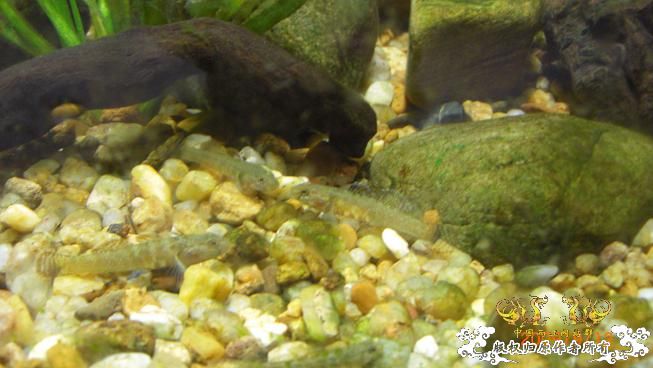 终于也来两江了。。。