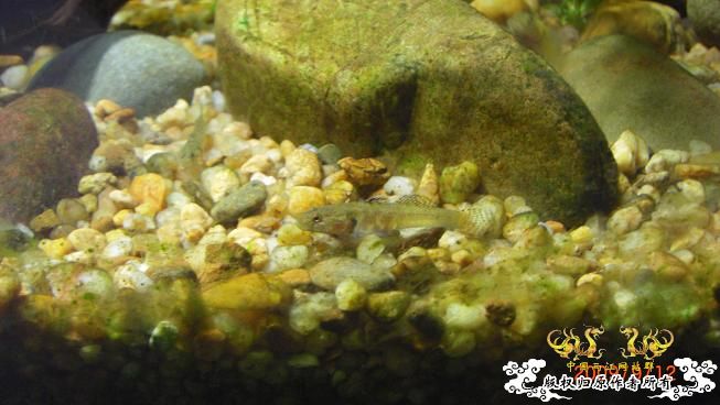 终于也来两江了。。。