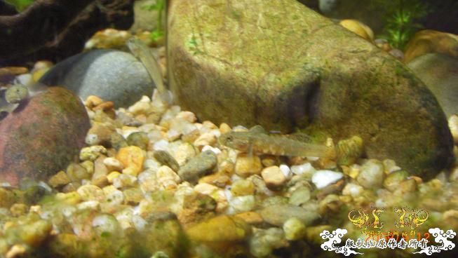 终于也来两江了。。。